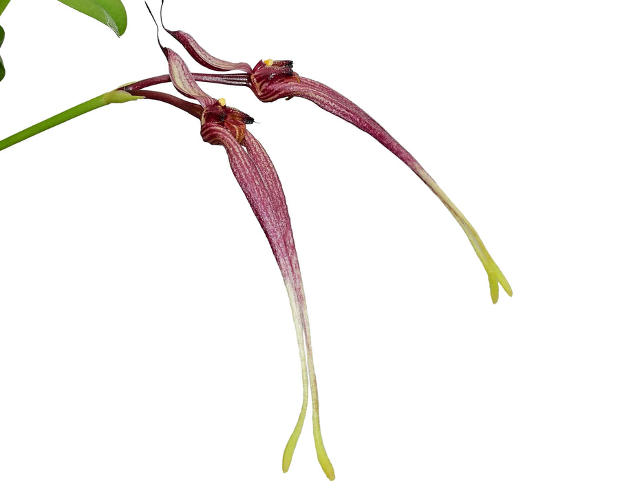 Bulbophyllum biflorum