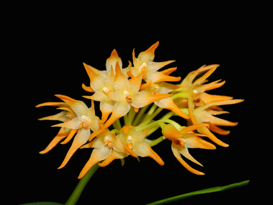 Bulbophyllum cephalophorum