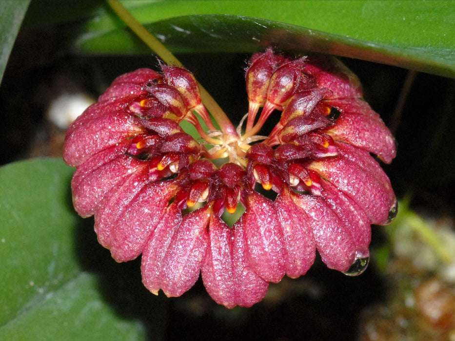 Bulbophyllum corolliferum