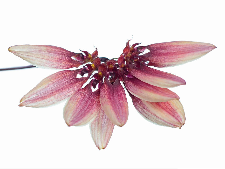 Bulbophyllum cumingii