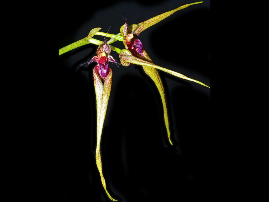 Bulbophyllum fascinator