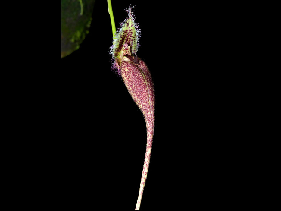 Bulbophyllum fascinator corazonae