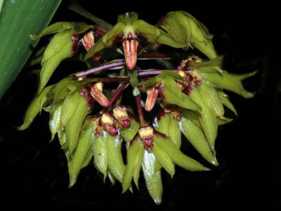 Bulbophyllum foetidum