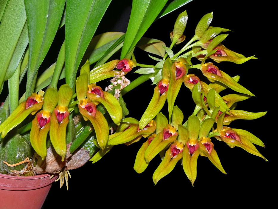 Bulbophyllum graveolens