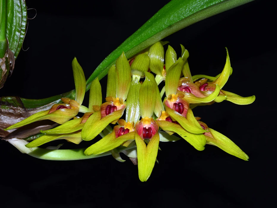 Bulbophyllum graveolens