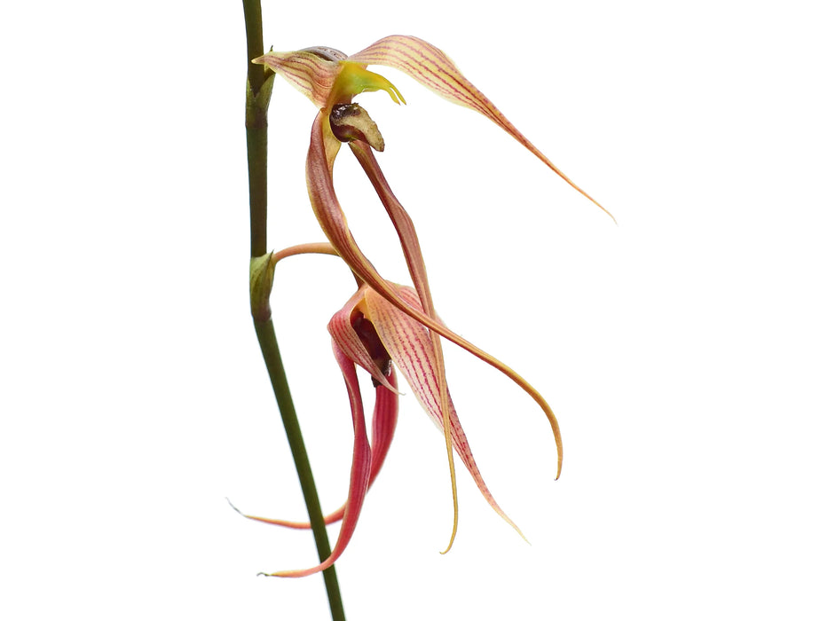 Bulbophyllum klabatense subsp. sulawesii