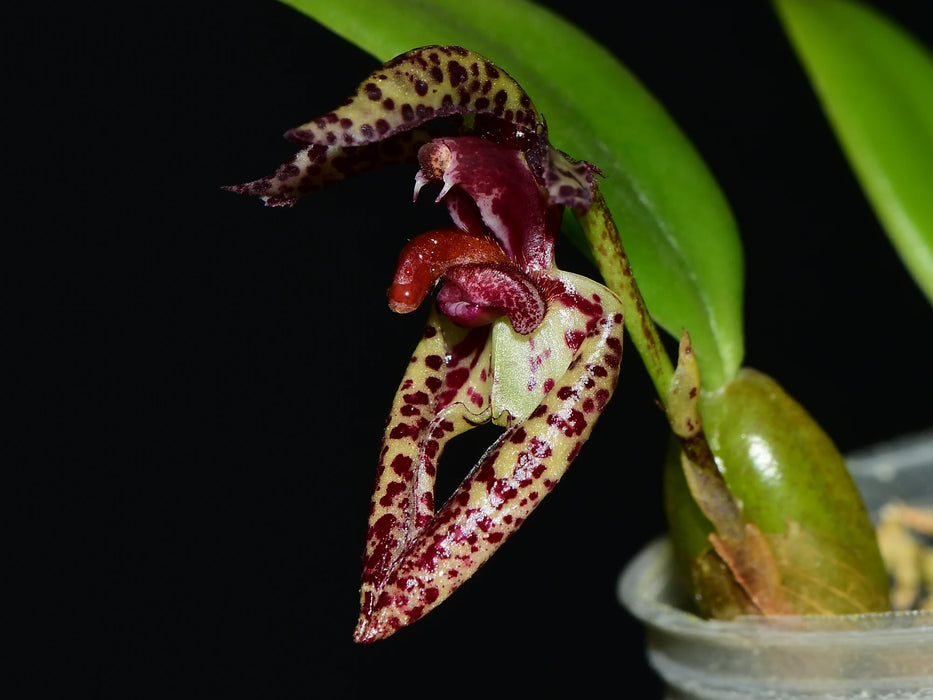 Bulbophyllum lasiochilum