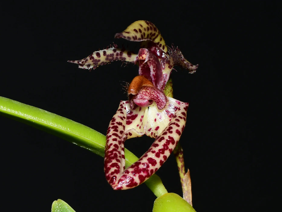 Bulbophyllum lasiochilum