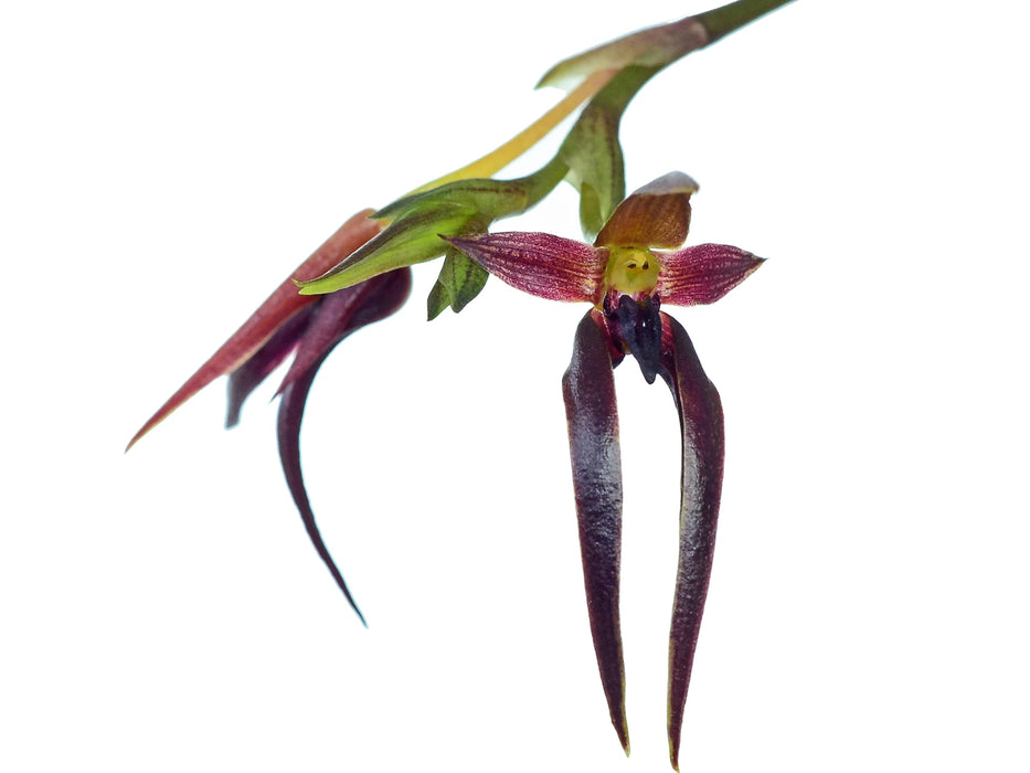 Bulbophyllum levanae