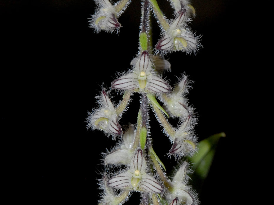 Bulbophyllum lindleyanum