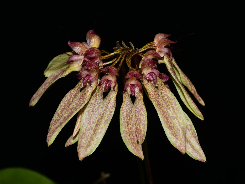 Bulbophyllum longiflorum