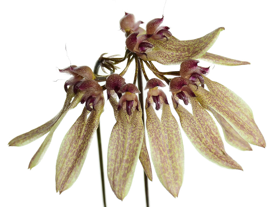 Bulbophyllum longiflorum