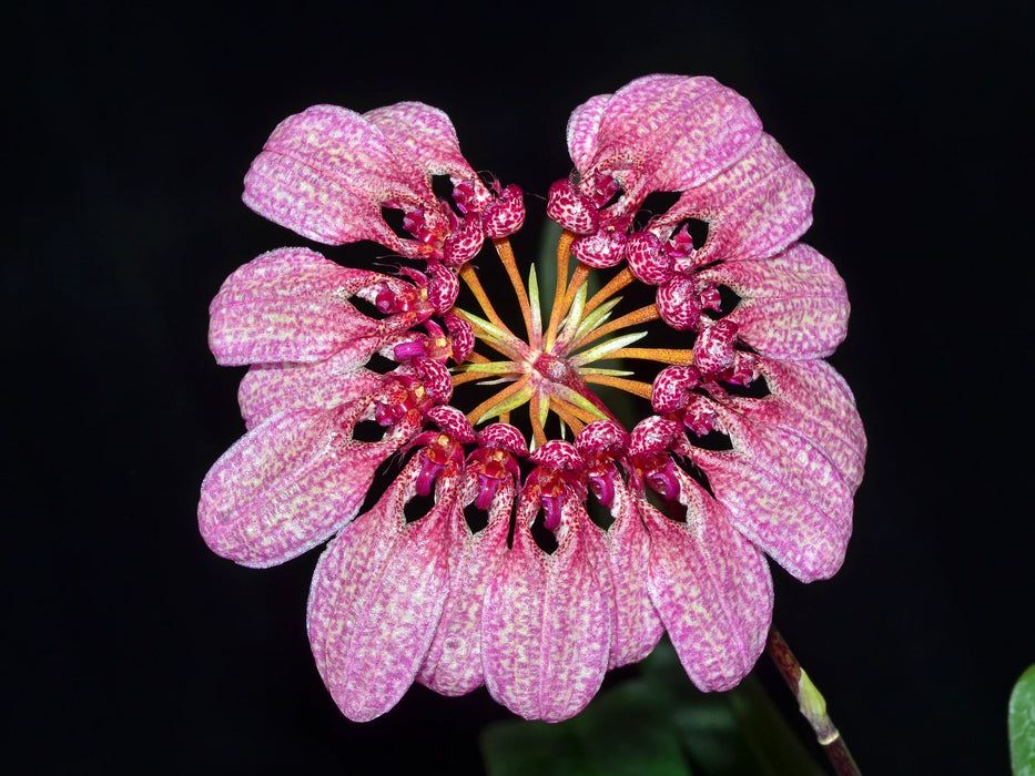 Bulbophyllum longiflorum 'Uzhupud Garden'