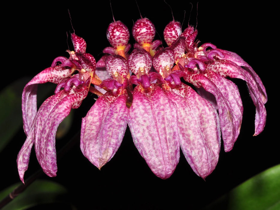 Bulbophyllum longiflorum 'Uzhupud Garden'