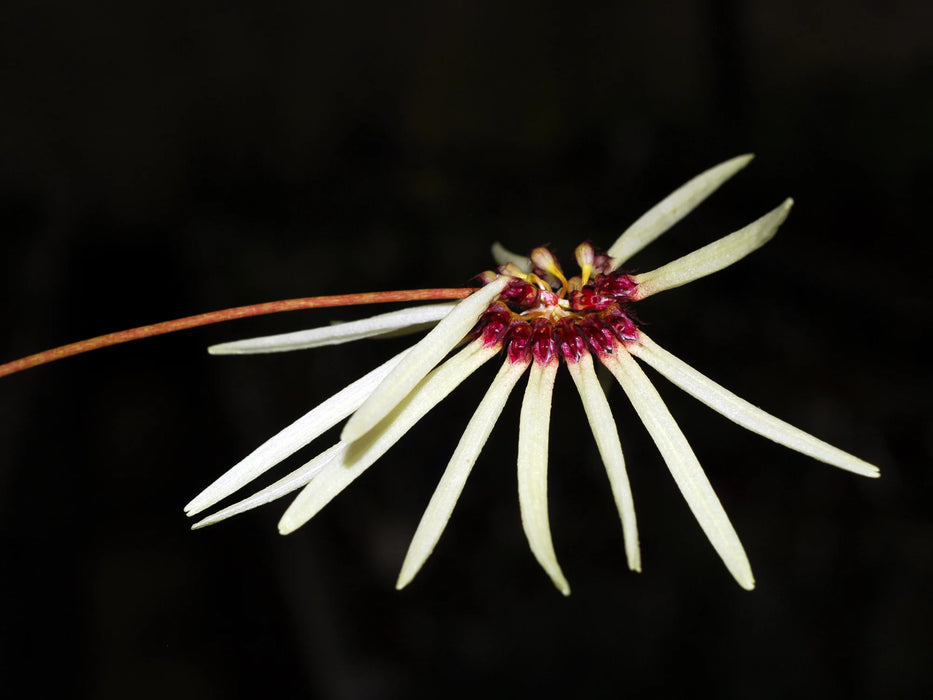 Bulbophyllum makoyanum