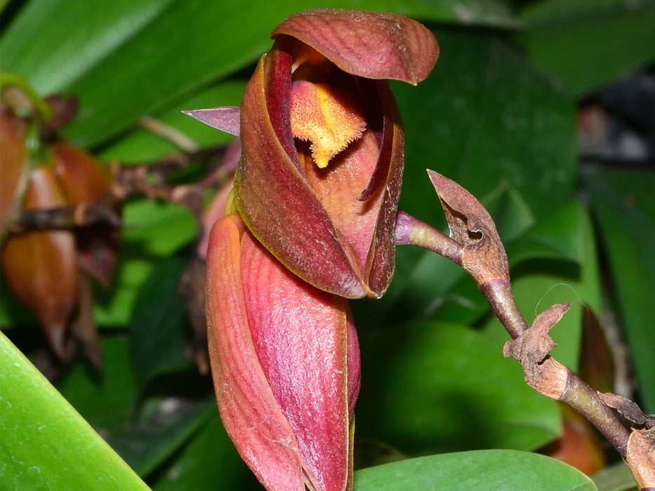 Bulbophyllum mandibulare