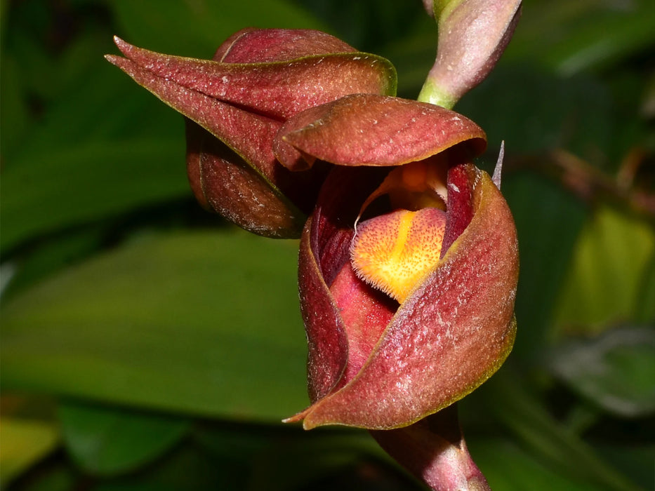 Bulbophyllum mandibulare