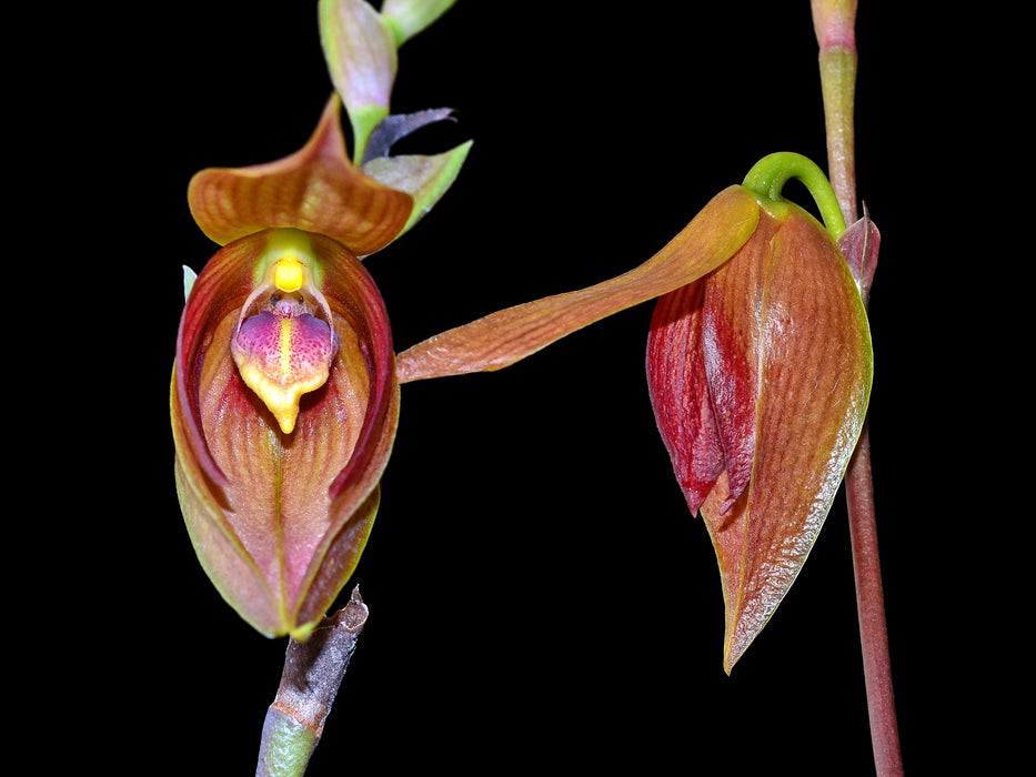 Bulbophyllum mandibulare