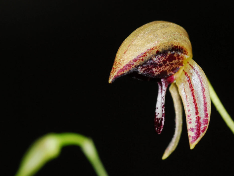 Bulbophyllum maquilingense