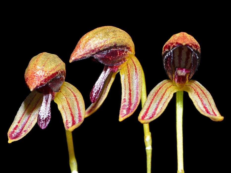 Bulbophyllum maquilingense