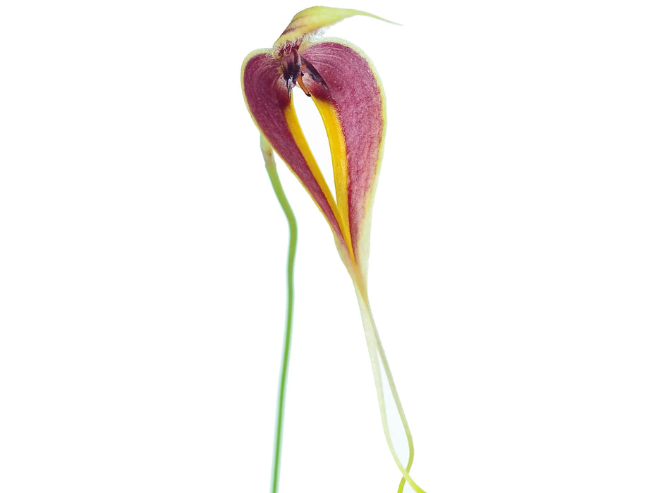 Bulbophyllum maxillare