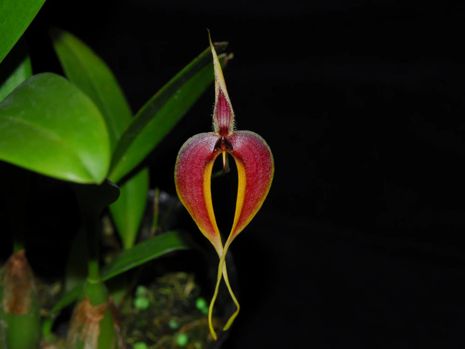 Bulbophyllum maxillare