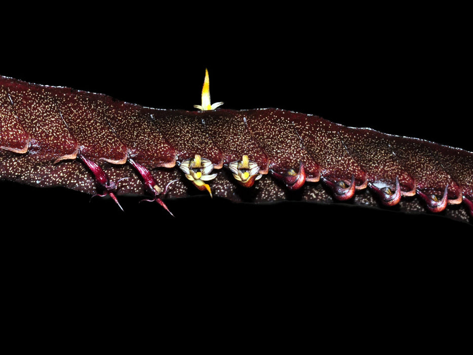 Bulbophyllum maximum