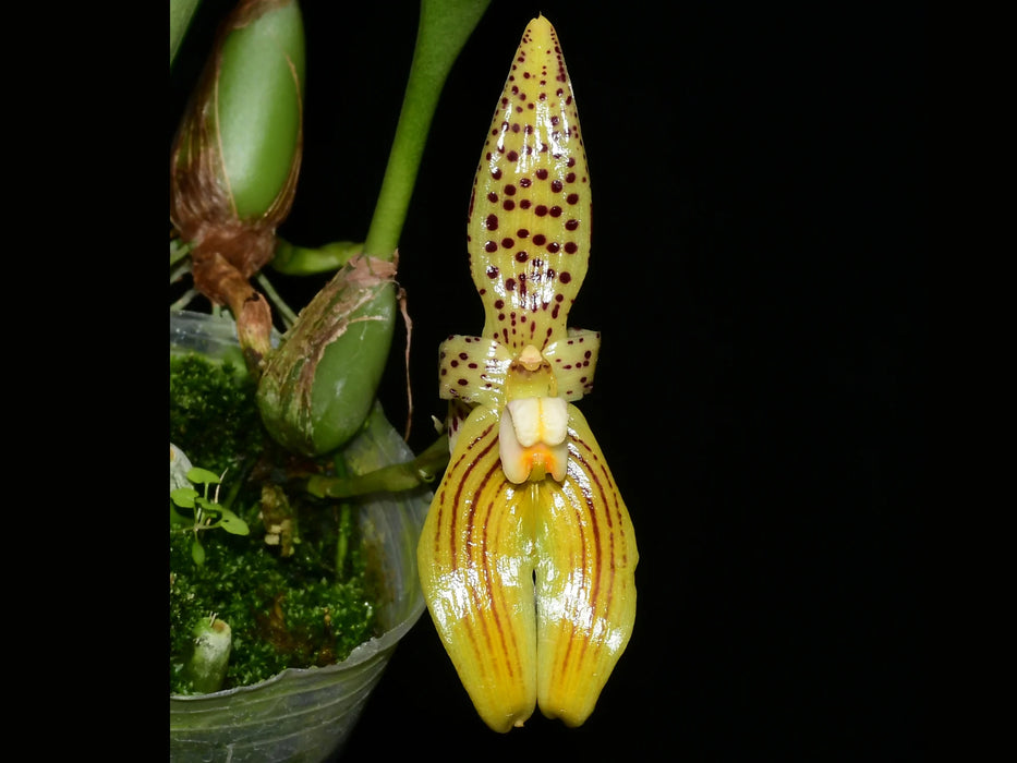 Bulbophyllum membranifolium subsp. membranifolium (syn costatum Ecuagenera)