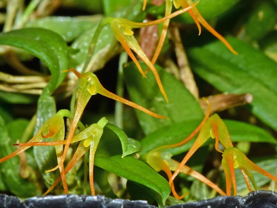 Bulbophyllum mucronatum subsp. alagense