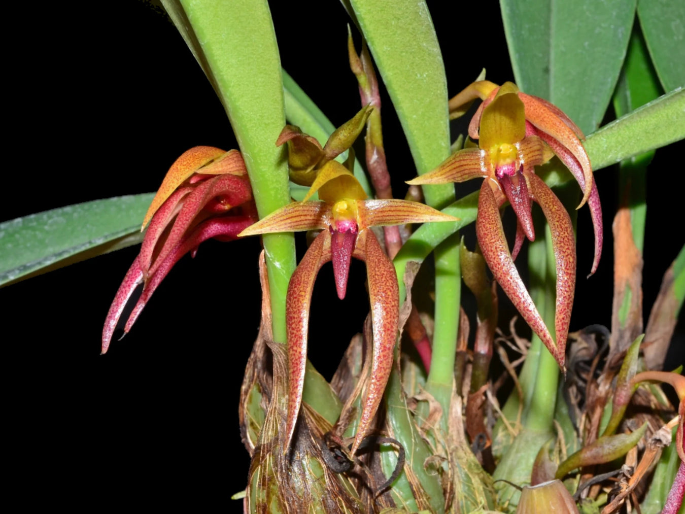 Bulbophyllum