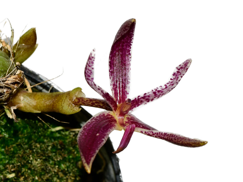 Bulbophyllum patens