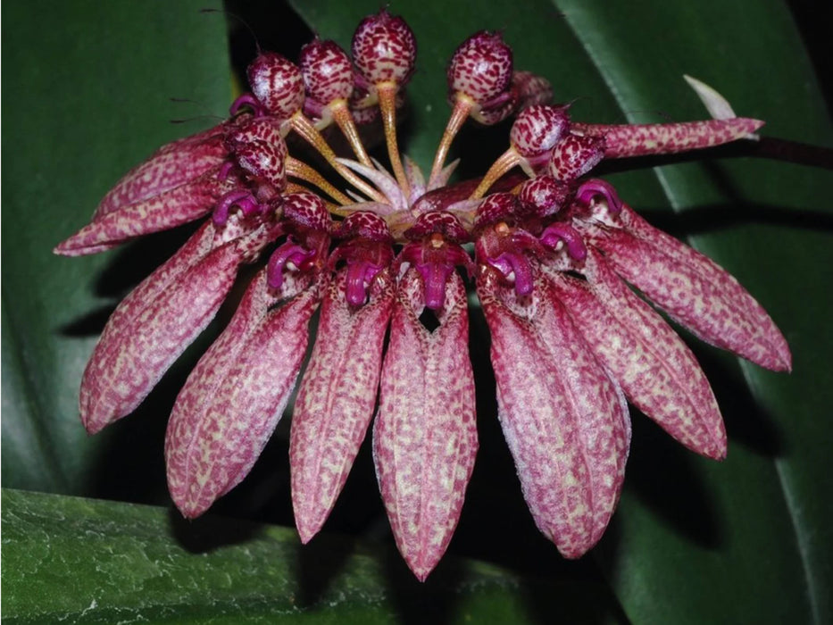 Bulbophyllum picturatum