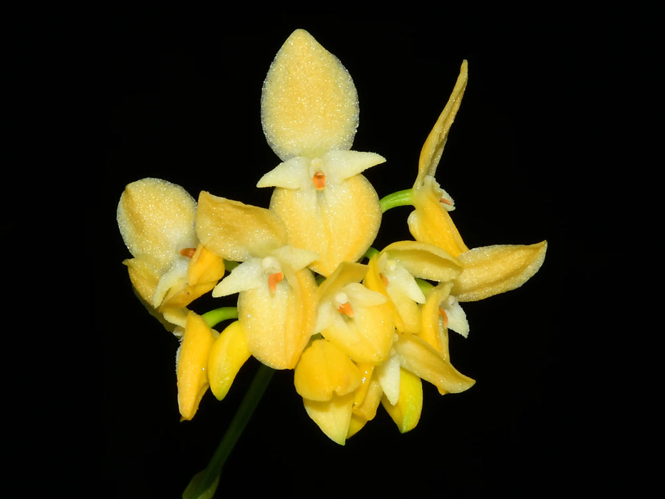 Bulbophyllum pleurothallidanthum