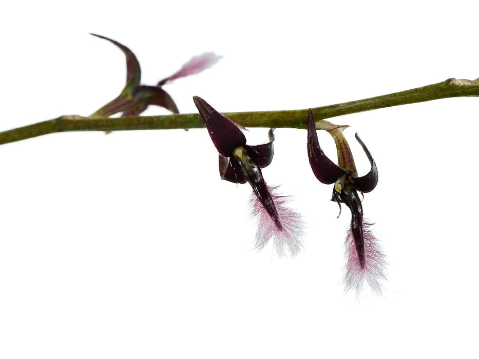 Bulbophyllum saltatorium var. albociliatum