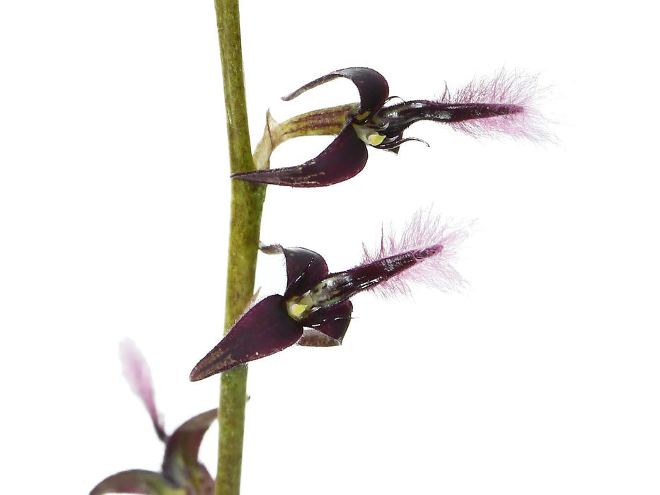 Bulbophyllum saltatorium var. albociliatum