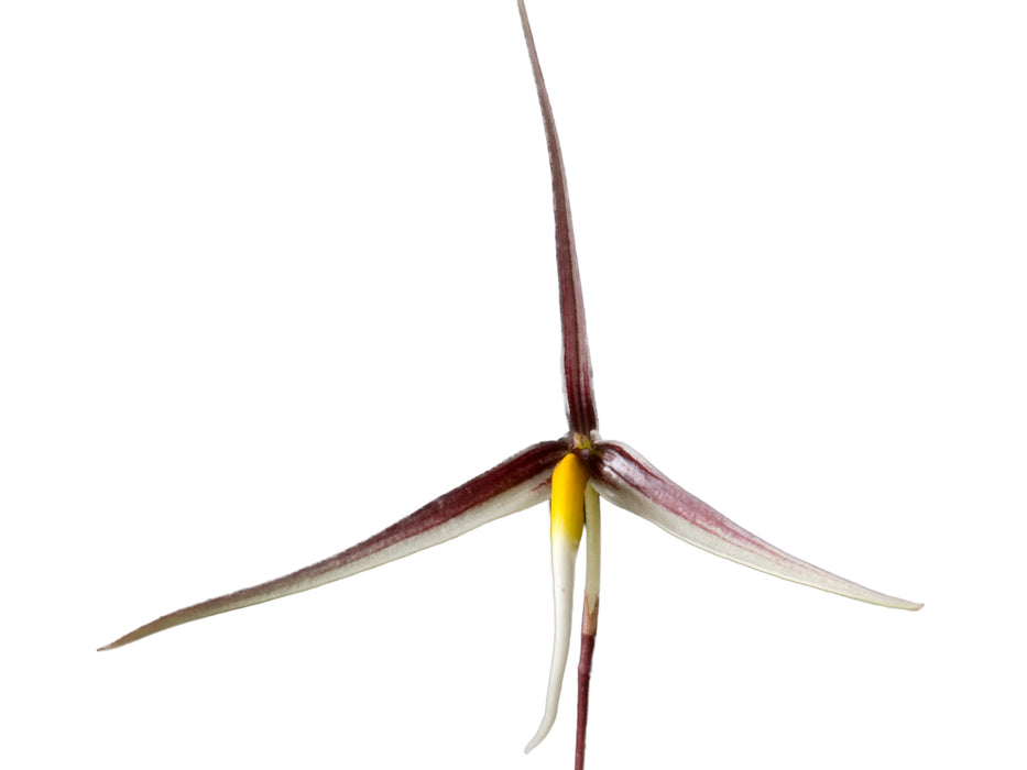 Bulbophyllum speciosum