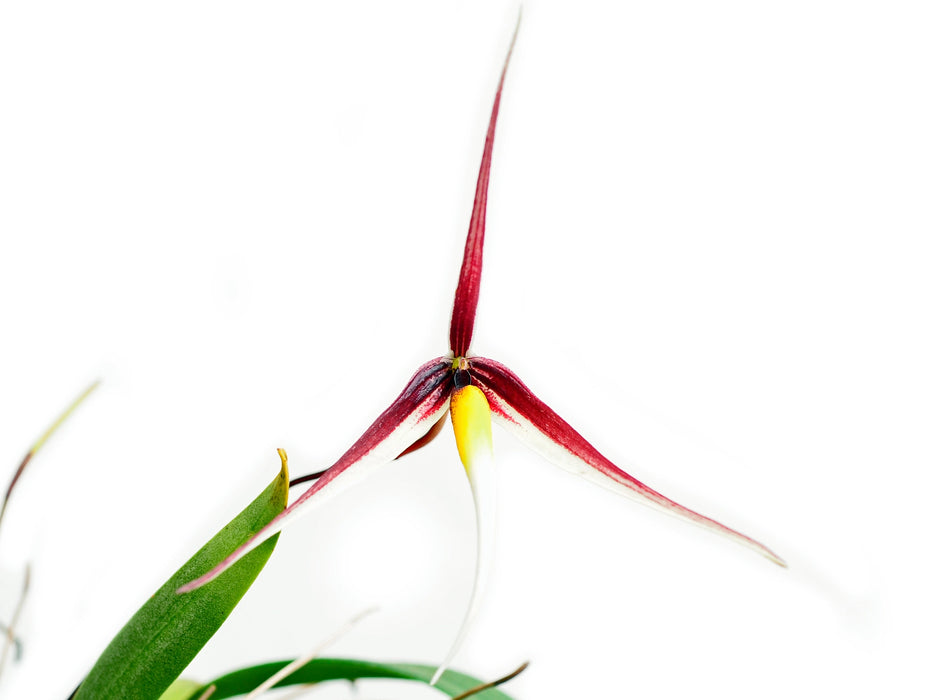 Bulbophyllum speciosum