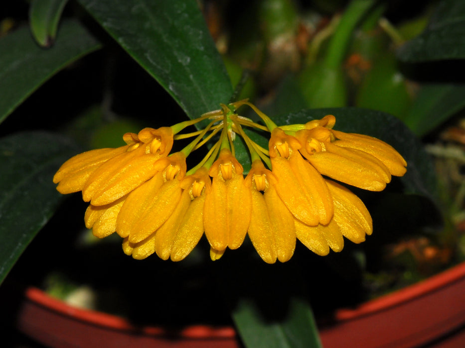 Bulbophyllum sulfureum