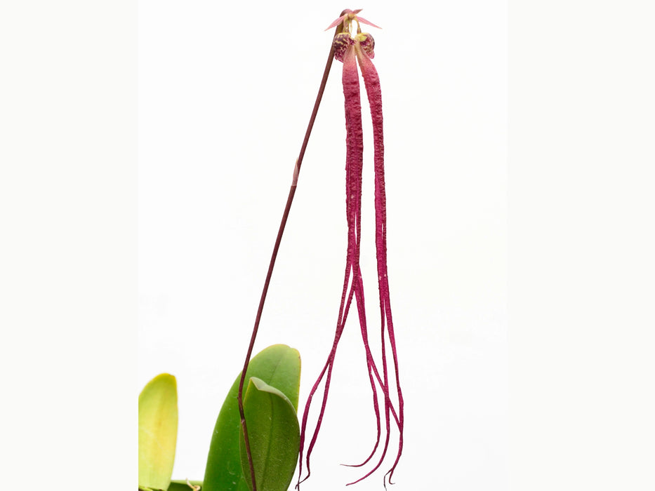 Bulbophyllum treschii