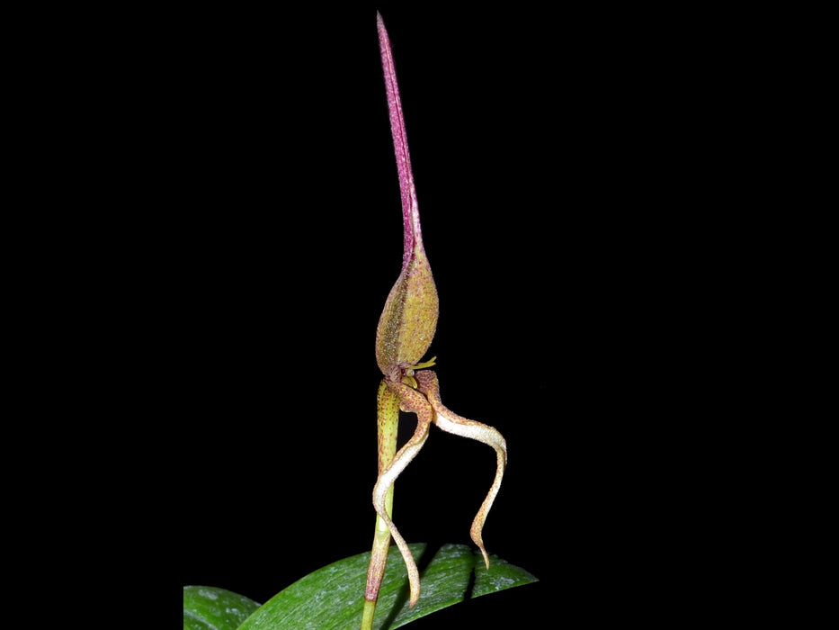 Bulbophyllum tricanaliferum