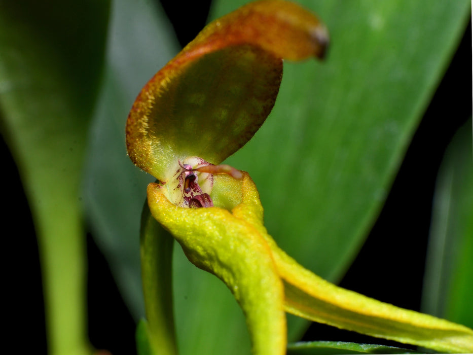 Bulbophyllum tricanaliferum yellow