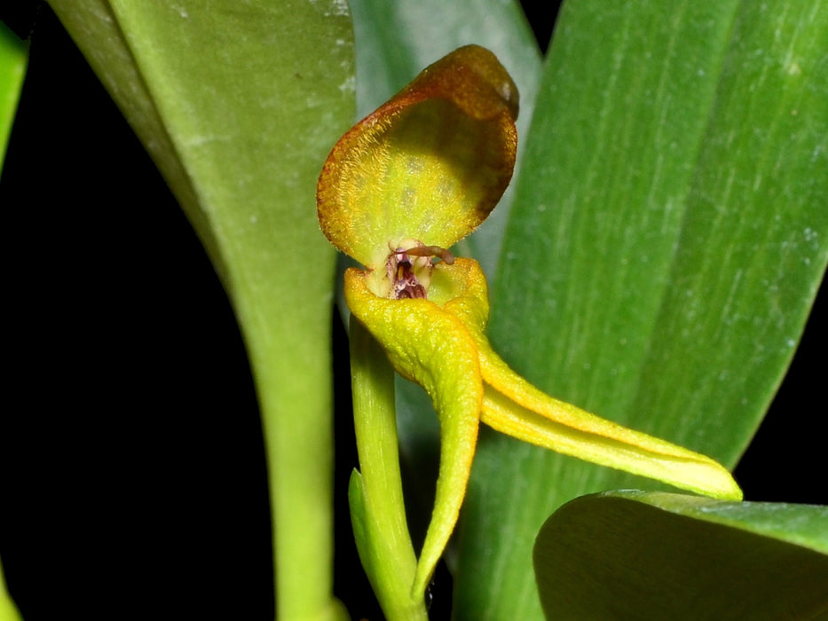 Bulbophyllum tricanaliferum yellow