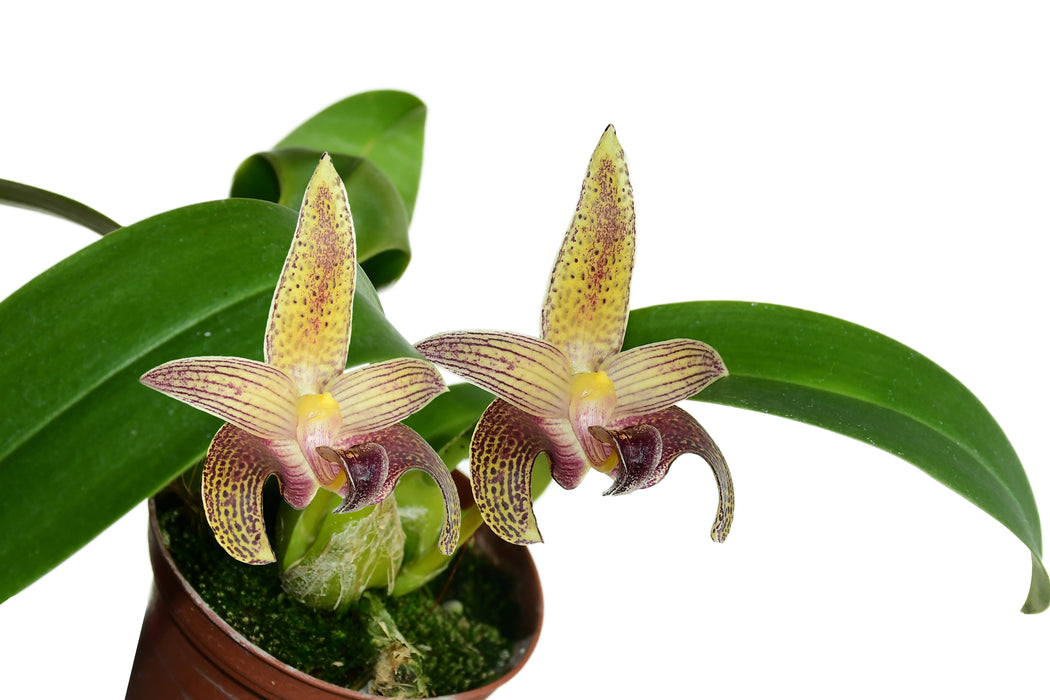 Bulbophyllum lobbii