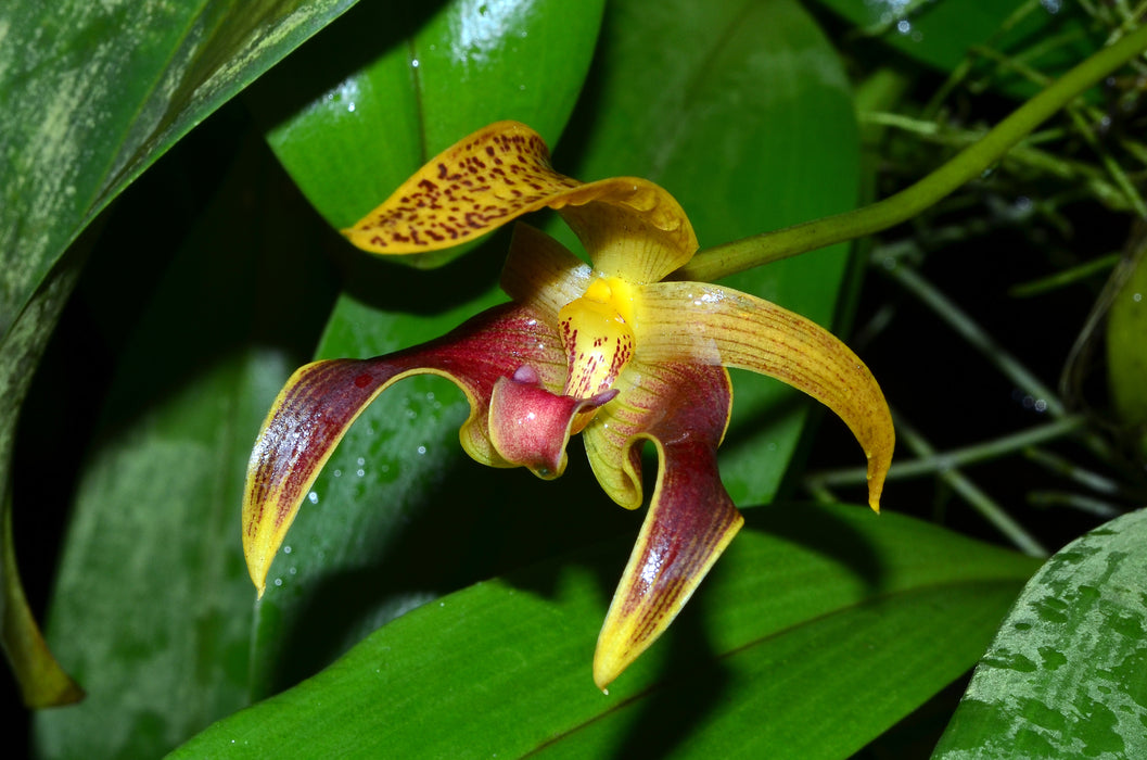 Bulbophyllum lobbii