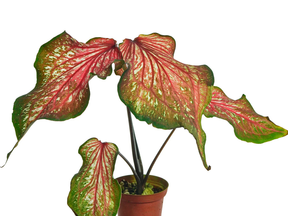 Caladium Thai Beauty