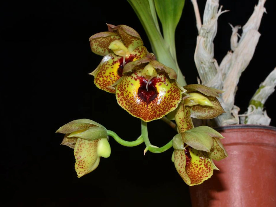 Catasetum expansum yellow spotted