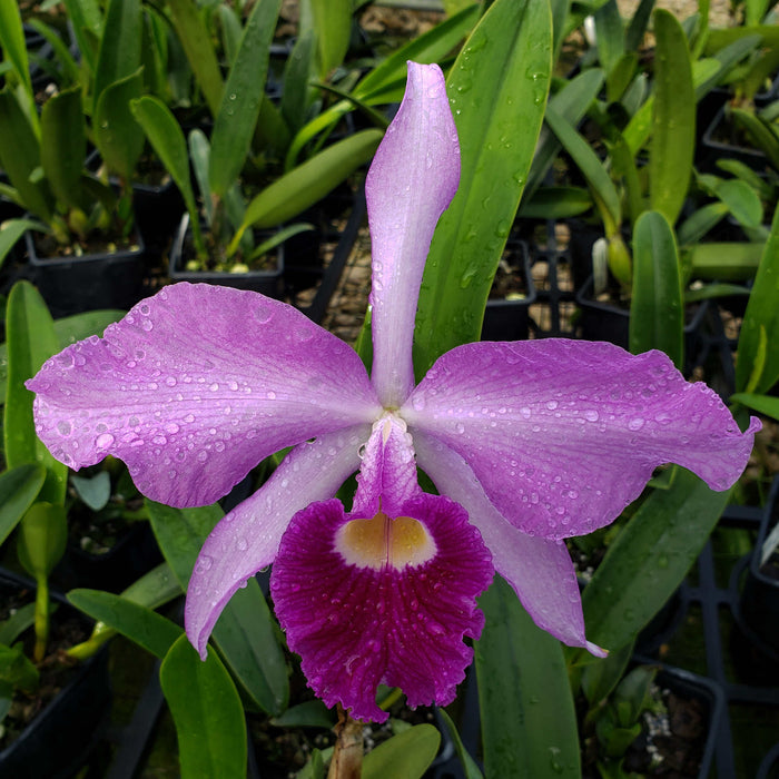 Cattleya Eximia