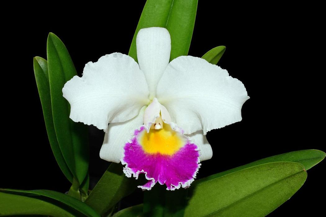 Cattleya Manuel Moran