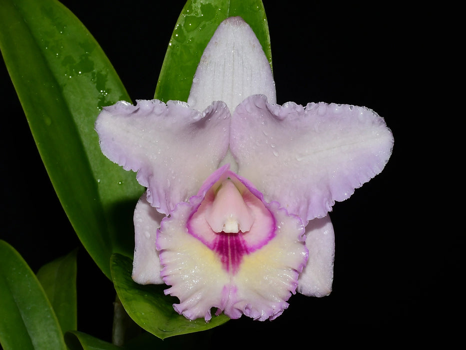 Cattleya Anahi Carchi