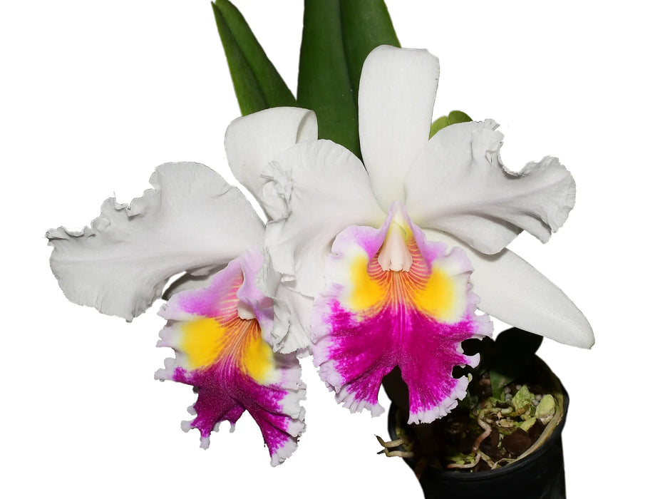 Cattleya Andean Colors